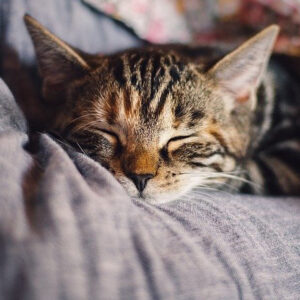 Reiki on Animals and Pets